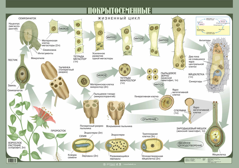 Покрытосеменные