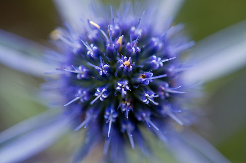 Синеголовник (Eryngium)