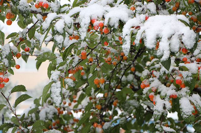Яблоня декоративная под снегом.
