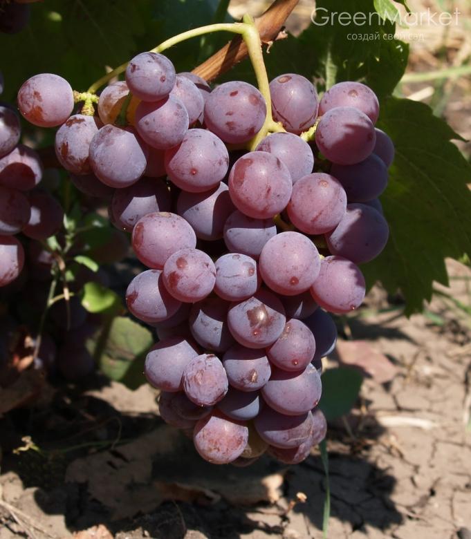 Как вырастить виноград дома в горшке
