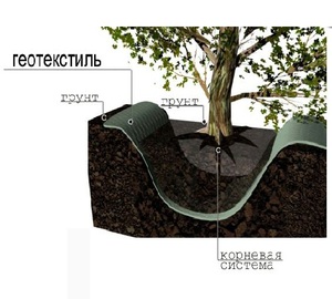 Геотекстиль в саду поможет ограничить рост корневой системы деревьев.