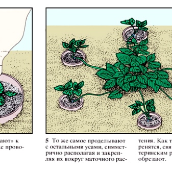 Камнеломка Арендса: особенности, посадка и уход