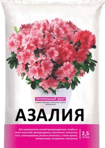 Азалия: описание, особенности посадки и ухода