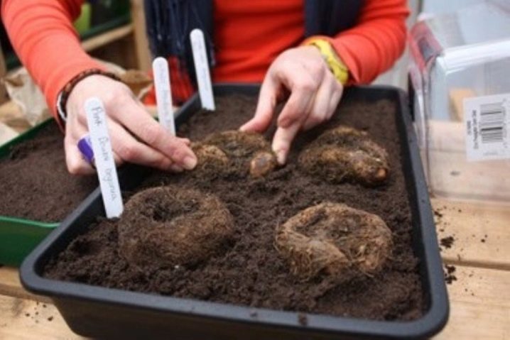 Бегония ампельная: какой она бывает и как ухаживать за ней в домашних условиях?