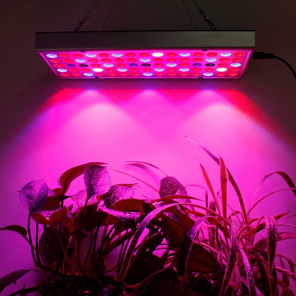 Если вы выращиваете олеандр дома, можно установить лампу Bio рядом с ним, чтобы компенсировать возможную нехватку света
