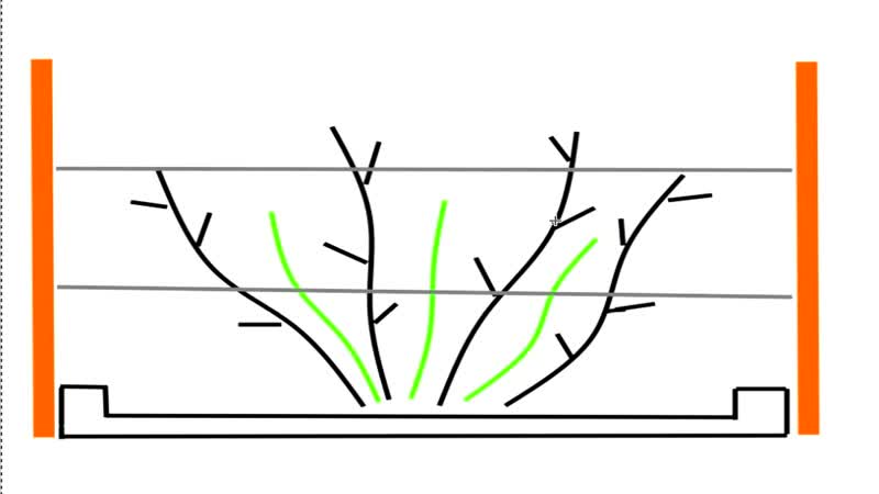 Как правильно обрезать ежевику осенью. Схема формирования куста ежевики. Схема обрезки ежевики. Схема обрезки ежевики бесшипной. Ежевика обрезка осенью для начинающих схема.