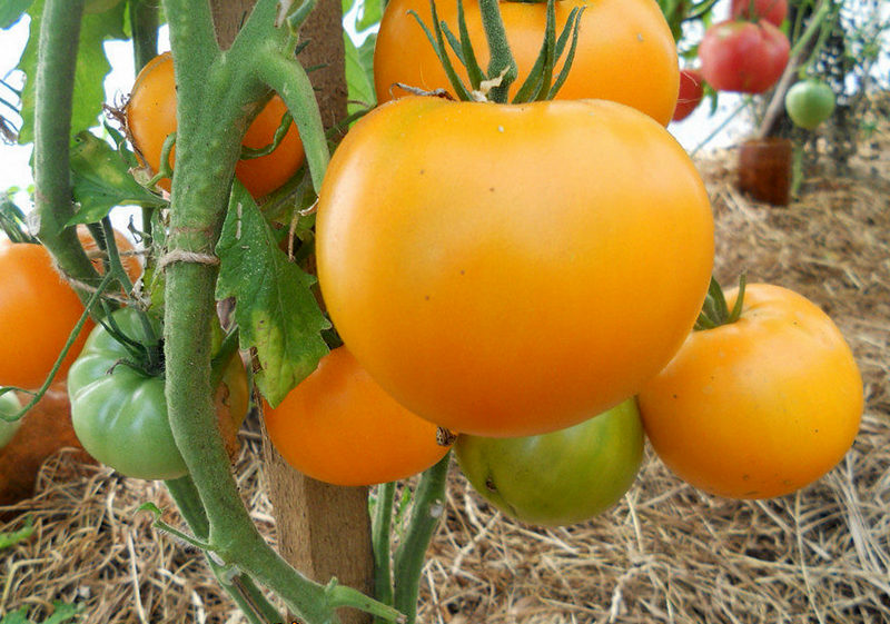 Лучшие сорта детерминантных томатов