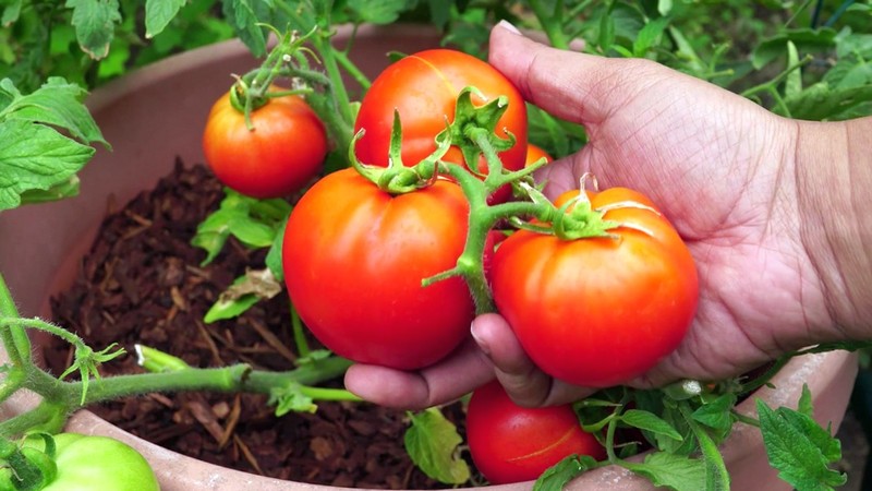 Детерминантные сорта томатов для теплиц и открытого грунта