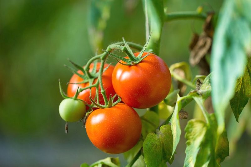 Лучшие сорта детерминантных помидоров