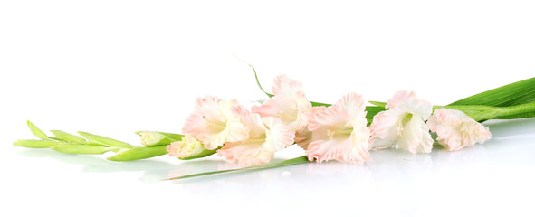 branch of pale pink gladiolus on white background close-up