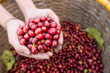 organic red cherries coffee beans in hands
