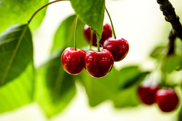 Summer Cherries