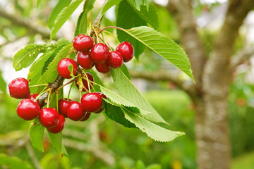 Cherries hanging on a cherry tree branch.