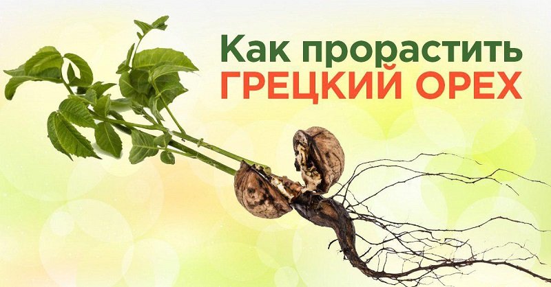 как прорастить грецкие орехи