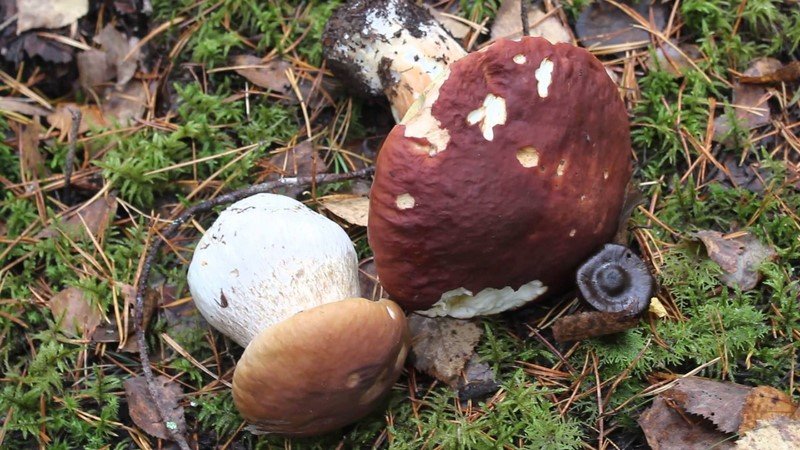 белые грибы на участке