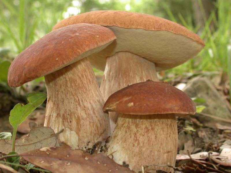 белые грибы в домашних условиях