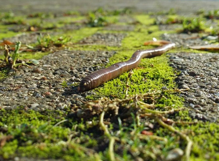 Дождевые черви - описание образа жизни, фото