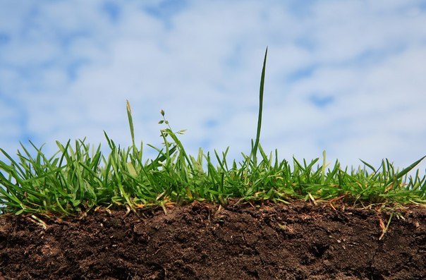 Сохраните верхний слой перегноя после поднятия участка – так почва останется по-прежнему плодородной