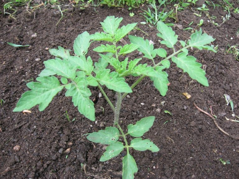 Высаживайте рассаду сорта томатов Микадо из расчета, что на каждый куст должна приходиться площадь 50Х40 см