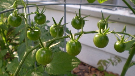 Иногда начинающие овощеводы в процессе выращивания пасленовых культур не могут понять, почему не краснеют помидоры в теплице