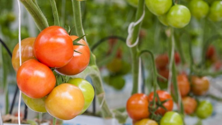 В большинстве случаев томаты не успевают вовремя поспеть из-за отсутствия благоприятных условий для активного роста