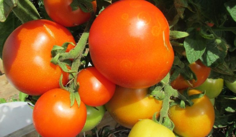В некоторых случаях неравномерная окраска помидоров может быть вызвана высокой плотностью посадки