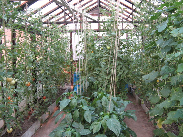 Благоприятными растениями для помидор, растущих в теплицах, являются баклажаны и перцы