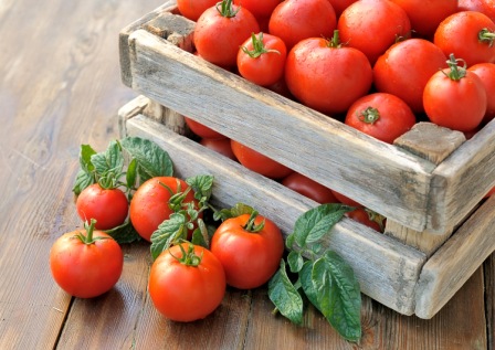 Срок сбора томатов в теплице зависит и от конкретного сорта