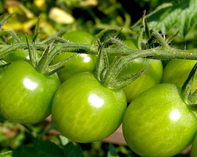 Собирать помидоры совсем зеленые без минимальных признаков покраснения не следует
