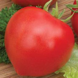 В регионах с умеренным и теплым климатом лучше всего высаживать томат «Буденовка»