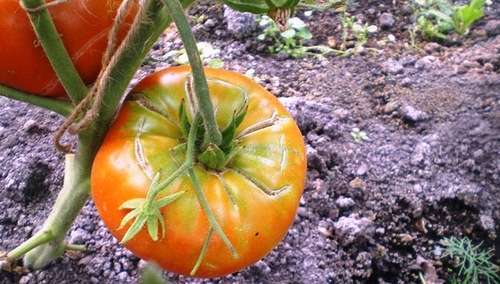 Нередко кожица томатов лопается, потому что помидорам не хватает питания
