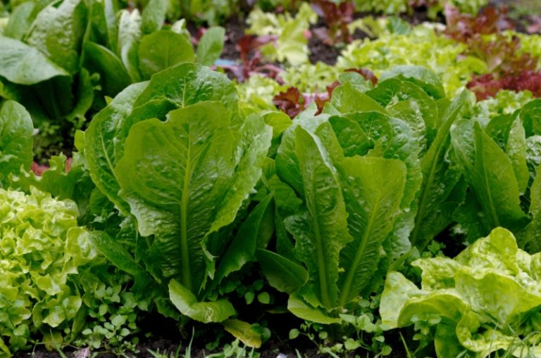 Листовой салат богат витаминами К, РР, Е, В, калием, железом, йодом