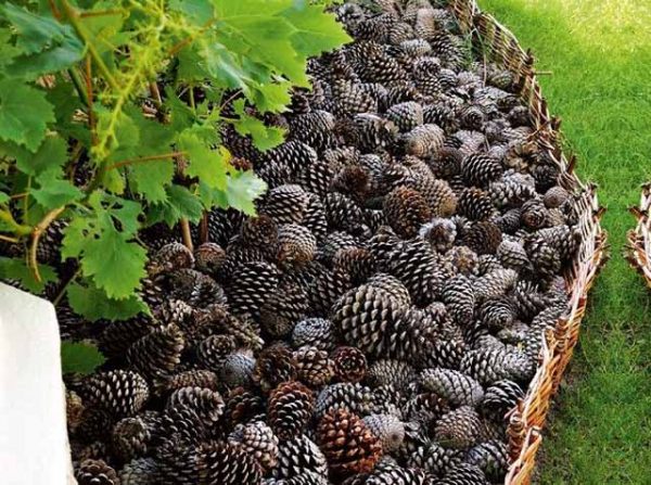 Are-Pine-Cones-Good-for-Mulch-1