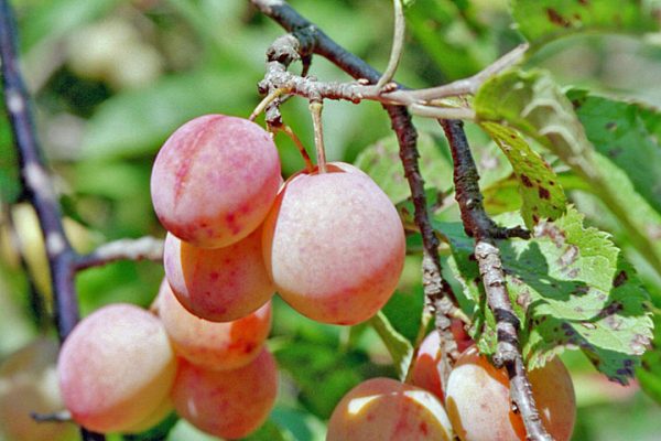 Delicious-Pictures-of-Plum-Fruit-Tree-8