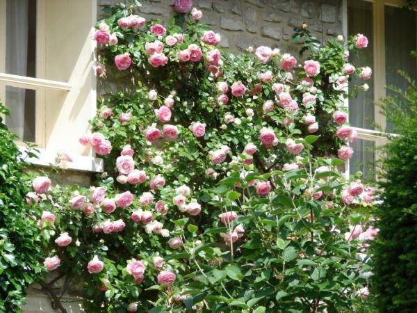 Climbing-Rose-2