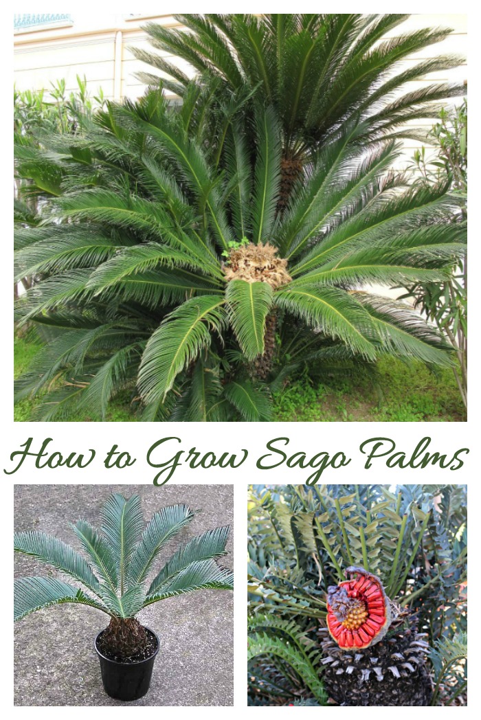 Sago palms are cycads which can grow outdoors in warm climates and indoors as houseplants in colder zones.