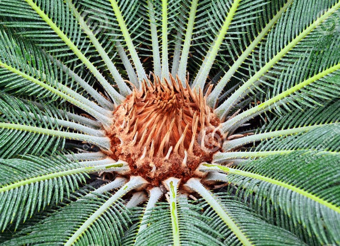 Center of a sago palm