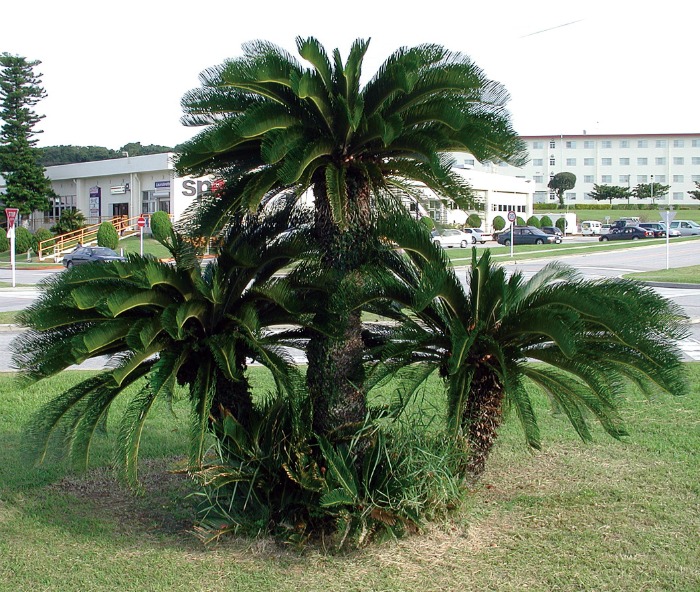 Sago palms grow to 10 feet outdoors