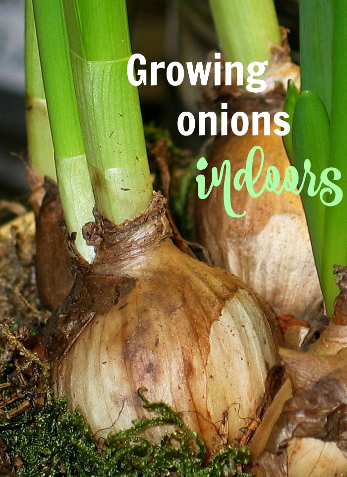 Growing onions indoors