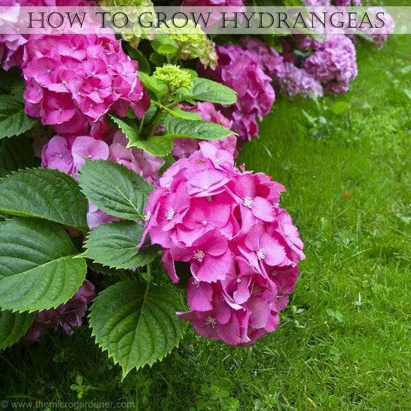 How to Grow Hydrangeas