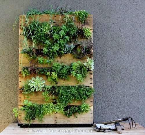 Pallet garden planted out with succulents. 