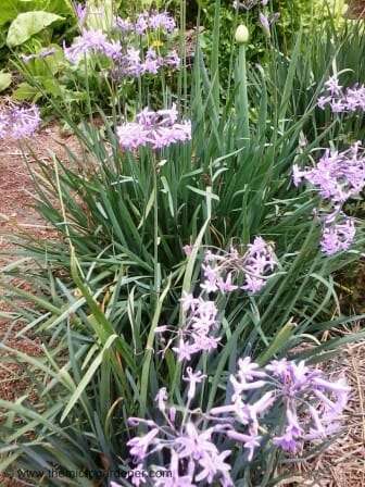 Flowering spring onions & garlic chives make an attractive edible border.