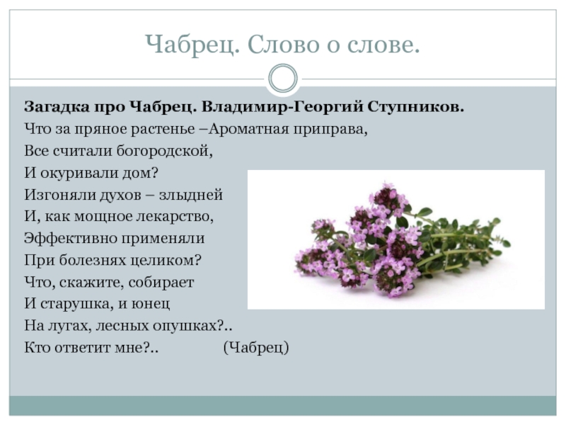 Чабрец от чего. Загадка про тимьян. Загадка про чабрец. Чабрец презентация. Что рассказать о чабреце ребенку.