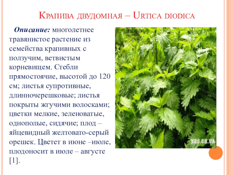 Крапива применение. Крапива двудомная (Urtica dioica l.). Морфологическое описание крапивы двудомной. Крапива двудомная описание листа. Крапива двудомная описание.