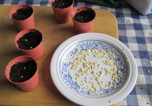 Посев семян перца в отдельные горшочки