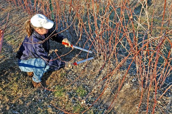 Обрезка ежевики весной для начинающих в картинках пошагово