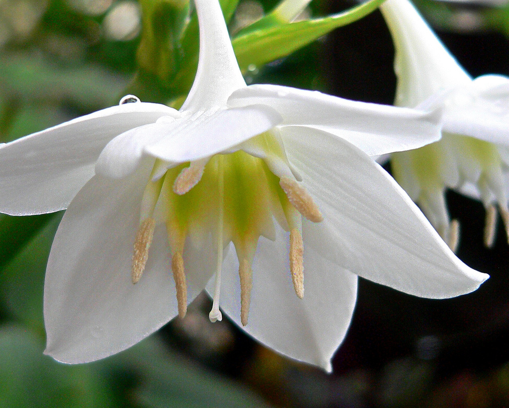 Flowers eucharis