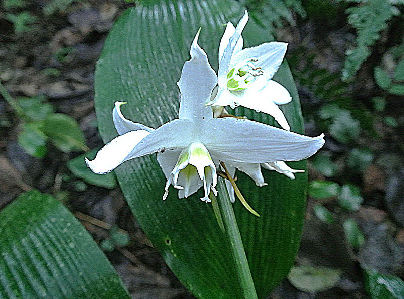 Eucharis white