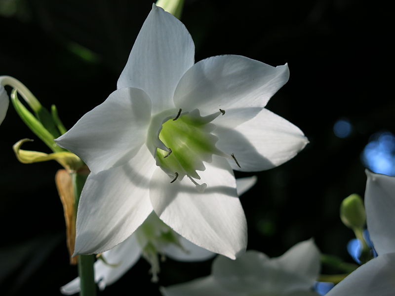 Eucharis grandiflora