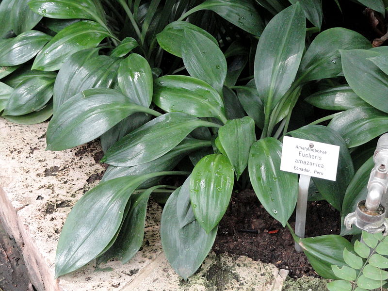 Leaves eucharis